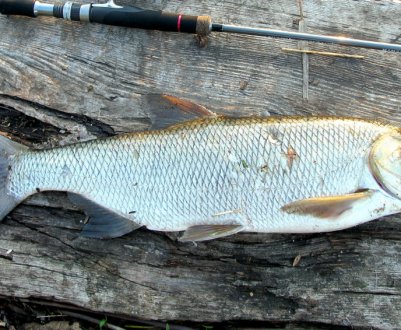 Як ловити жереха на бомбарду