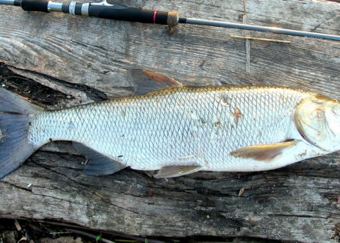 Як ловити жереха на бомбарду