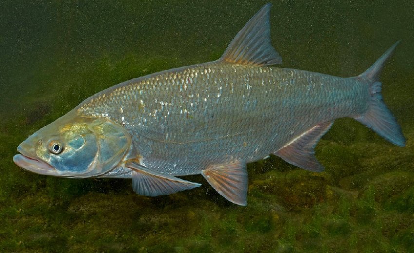 Жерех під водою