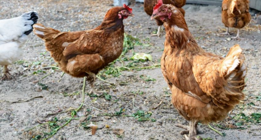 Кури редбро