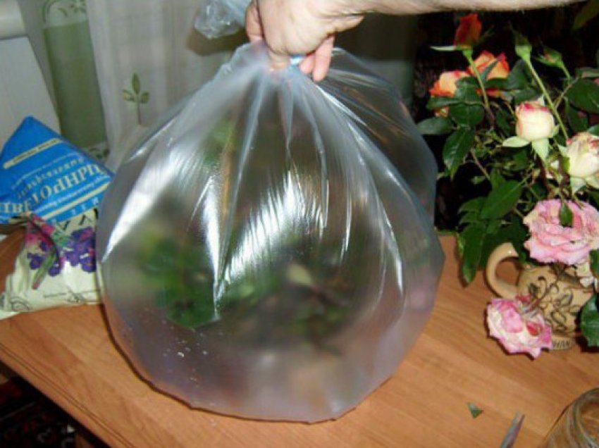 Укорінення троянд в пакеті Укорінення троянд в пакеті