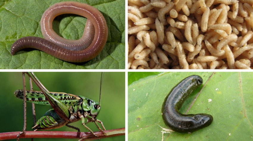 Принади для лову жереха