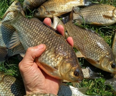 Особливості лову карася на поплавкову вудку в серпні