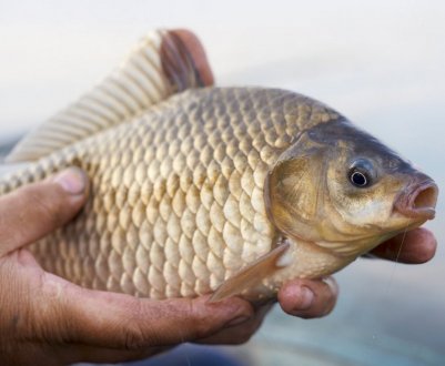 Підготовка снасті та ловля карася на соску