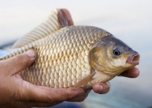 Підготовка снасті та ловля карася на соску