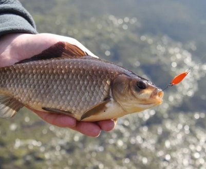 Осіння риболовля на карася з поплавковою вудкою