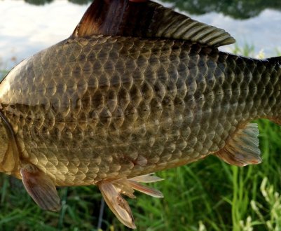 Ловля карася на поплавкову вудку навесні