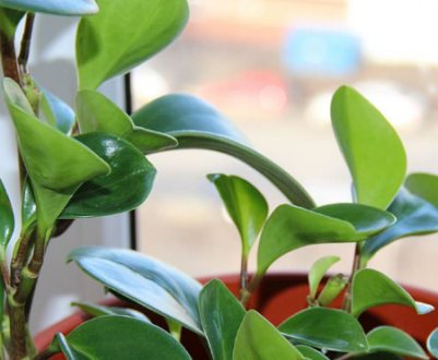 Пеперомія магноліелістная: догляд в домашніх умовах