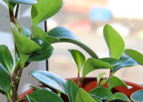 Пеперомія магноліелістная: догляд в домашніх умовах