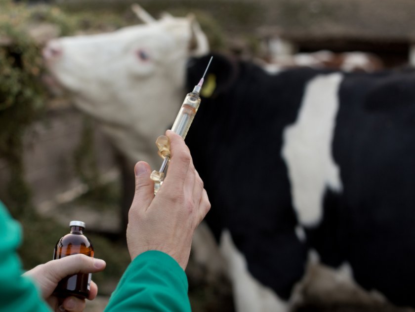 Лечение актиномикоза у коровы