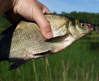 Як правильно ловити ляща влітку