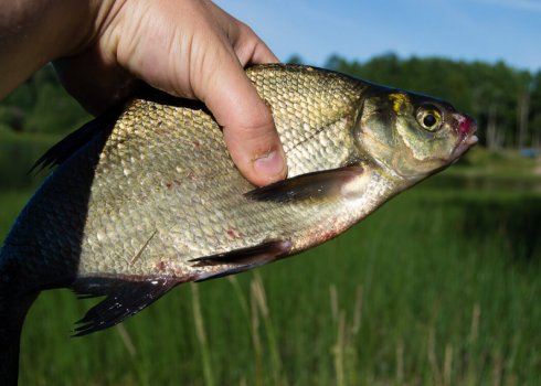 Як правильно ловити ляща влітку