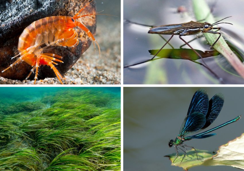 Харчування риби