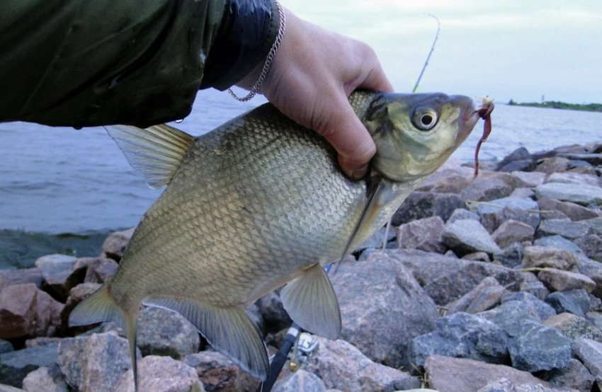 Ловля ляща з берега