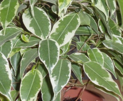 Як доглядати за мелколистным фікусом в домашніх умовах