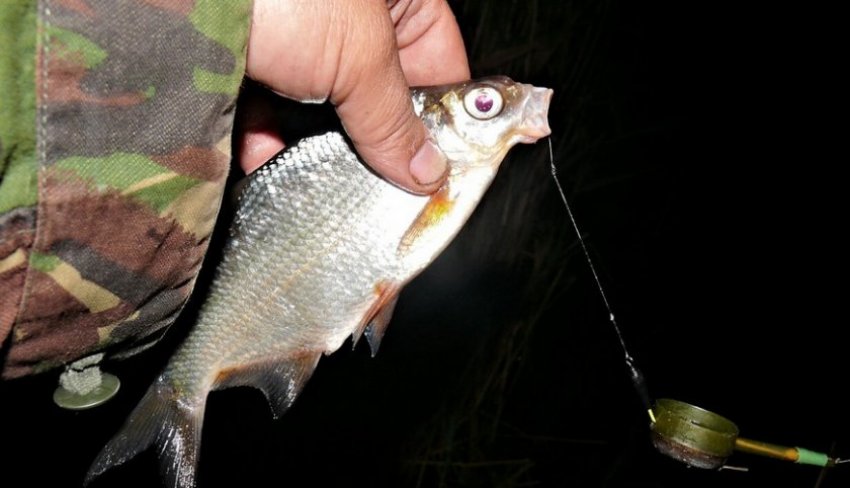 Ловля ляща вночі