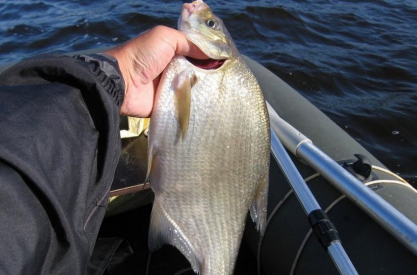 Ловля ляща з човна