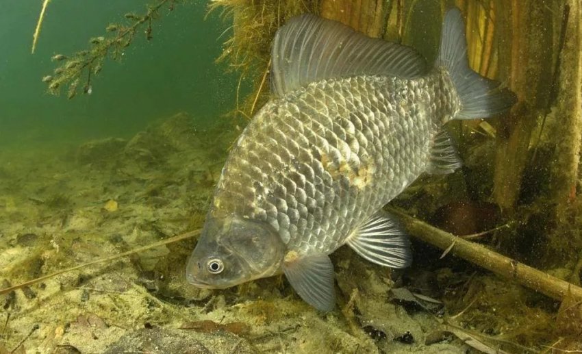 Місця проживання карася Місця проживання карася