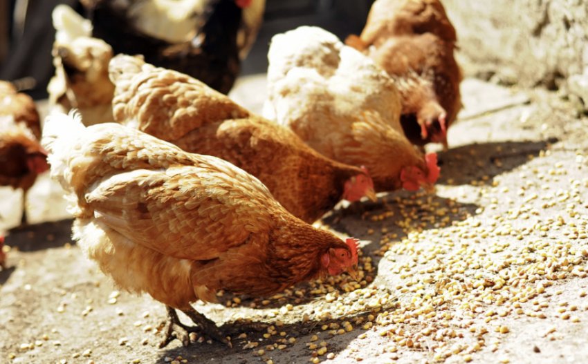 Корм для курей