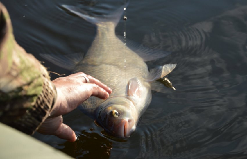 Ловля ляща Ловля ляща