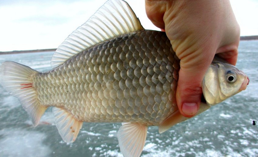 Ловля карася взимку