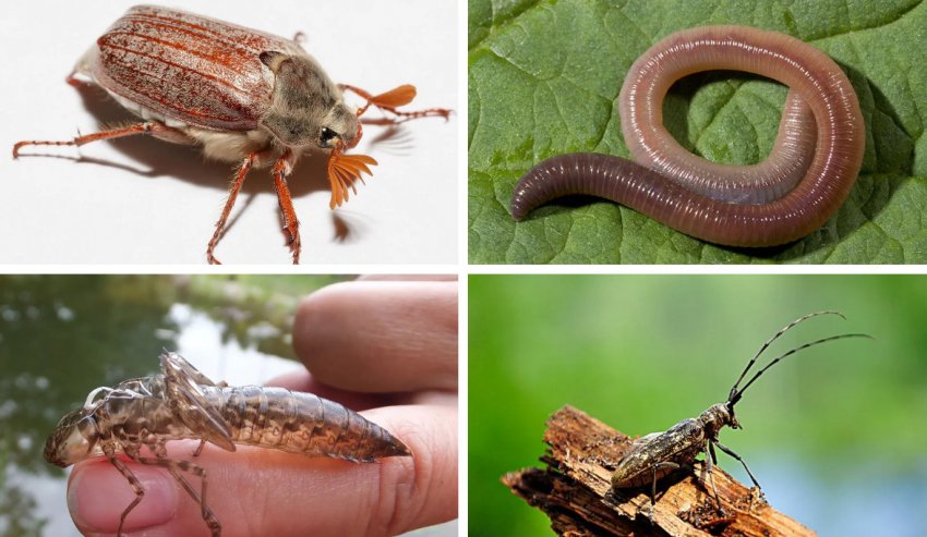 Наживки з тварин Наживки з тварин