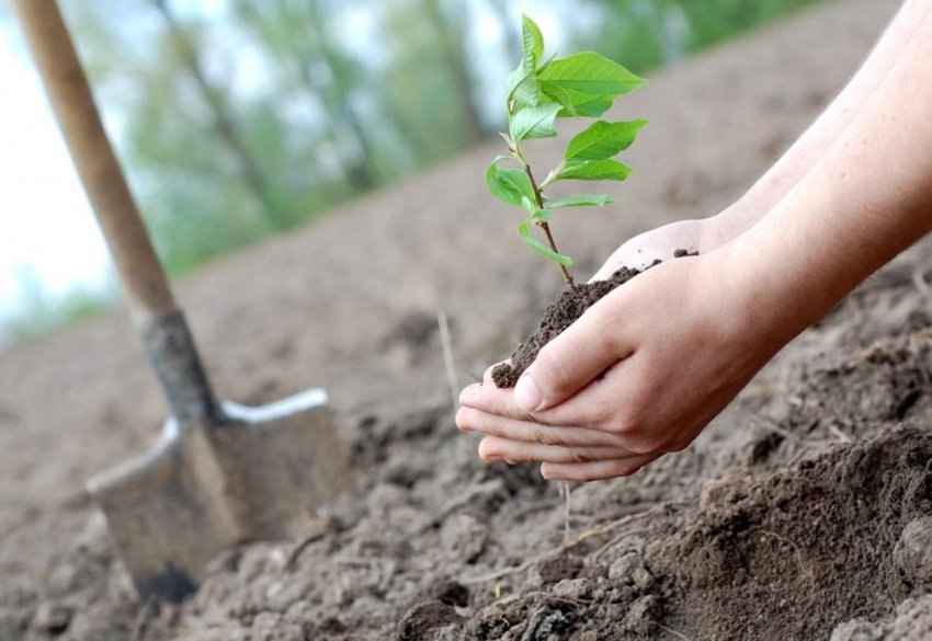Посадження дерев в Уельсі: національний трестовий план викликає побоювання фермерів Посадження дерев в Уельсі: національний трестовий план викликає побоювання фермерів