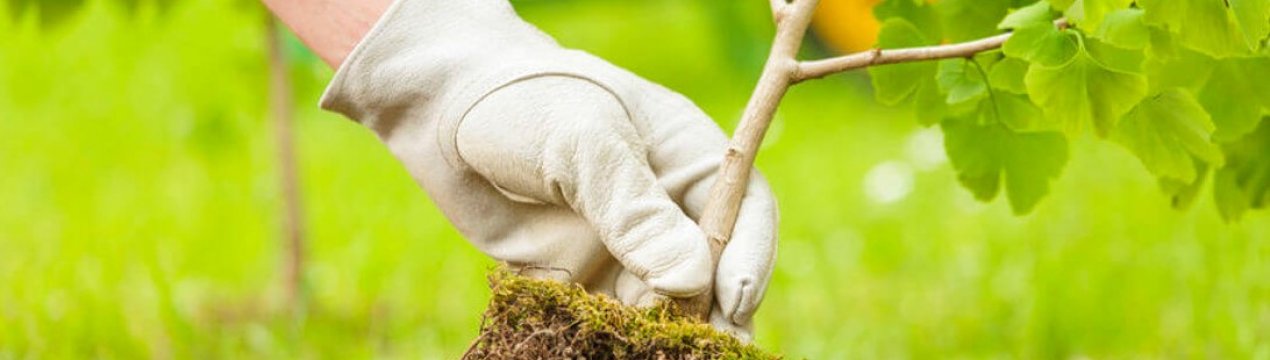 Посадка дерев у Уельсі: національний довірчий план викликає обурення фермерів