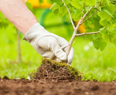 Посадка дерев у Уельсі: національний довірчий план викликає обурення фермерів