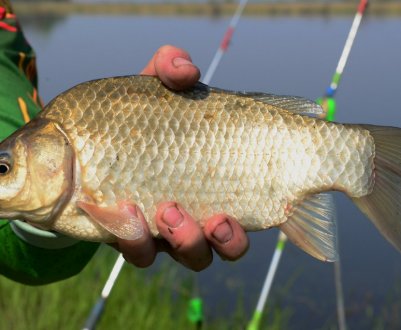 Як ловити карася на хробака і як його правильно насаджувати