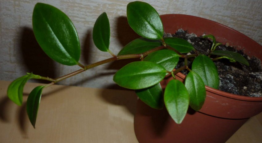 Пеперомія магноліелістная