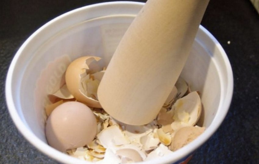 Яєчна шкаралупа