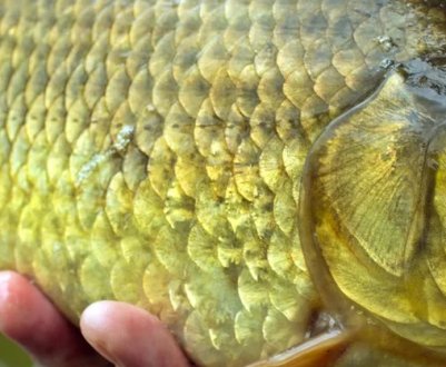 Улюблені запахи карася