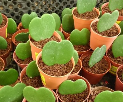 Хойя Керрі: догляд в домашніх умовах