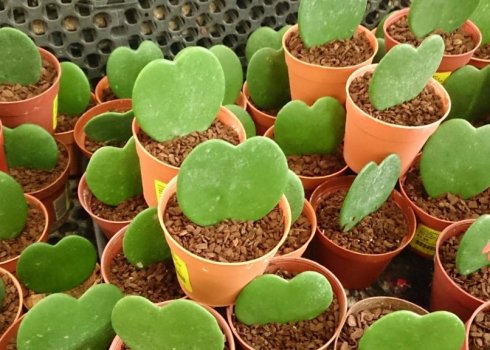 Хойя Керрі: догляд в домашніх умовах