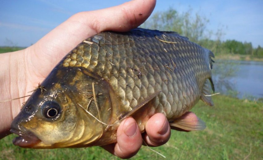 Ловля карася