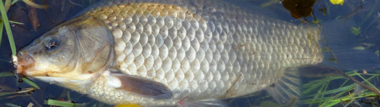 Особливості лову карася в зарослому водоймищі