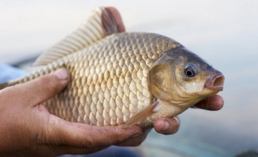 Ловля карася