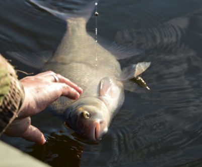 Як приготувати уловисту кашу для підгодовування ляща