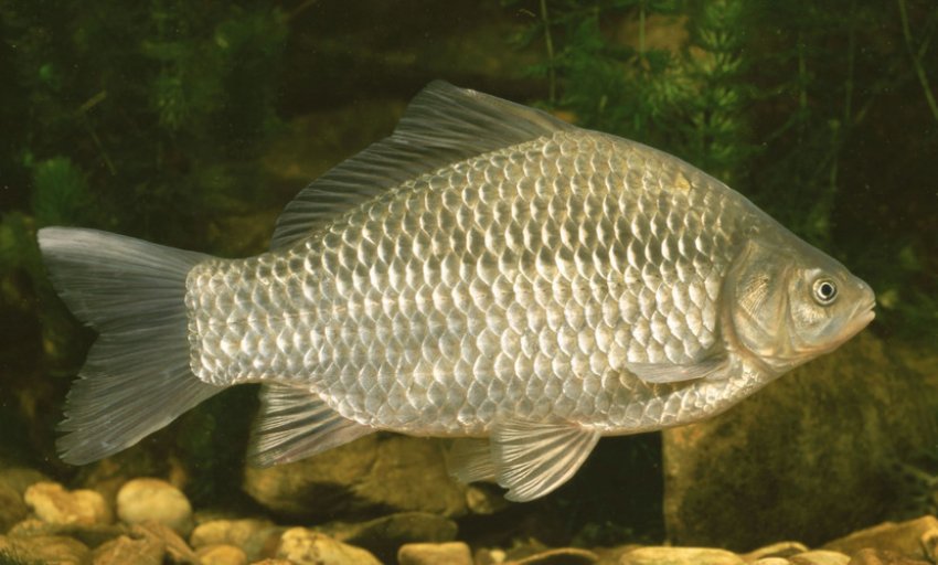 Карась у воді