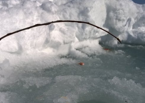 Особливості лову ляща на підпуск