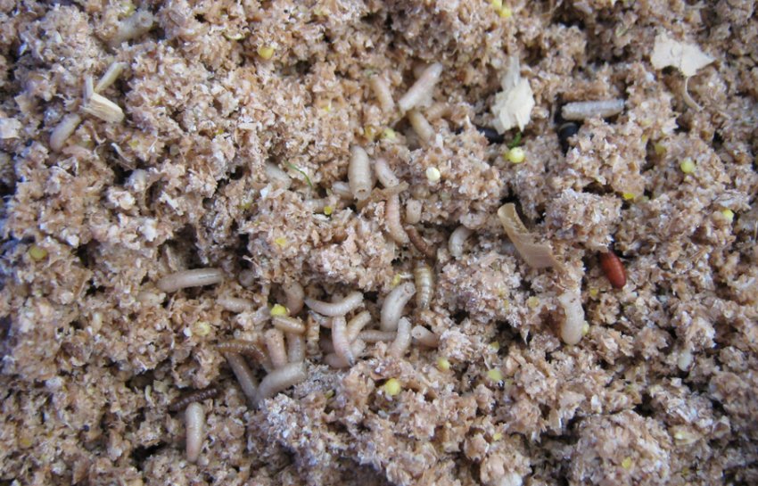 Каша на ляща