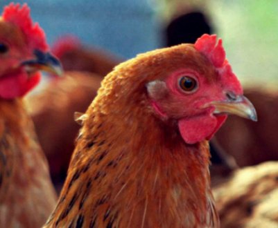 Як лікувати віспу у курей