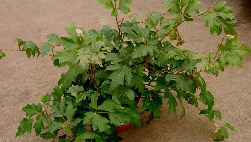 Роициссус Роициссус