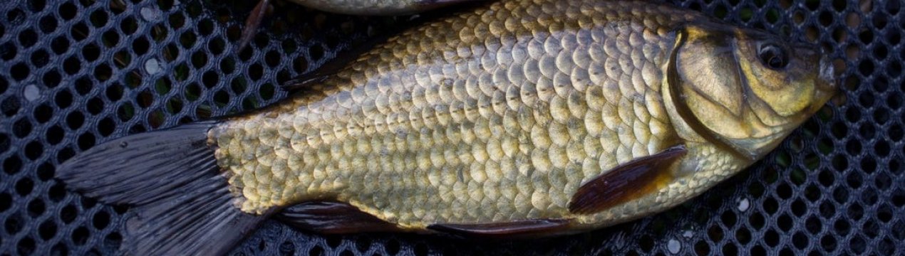 Вибір гачків для риболовлі на карася