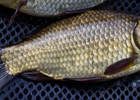 Вибір гачків для риболовлі на карася