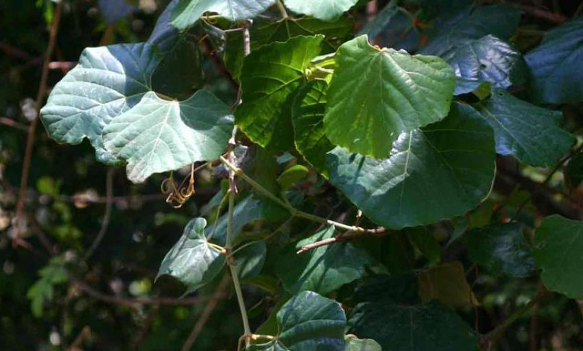 Роициссус повстяний Роициссус повстяний