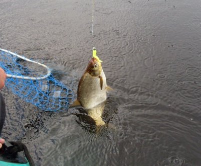 Які гачки вибрати для риболовлі на ляща
