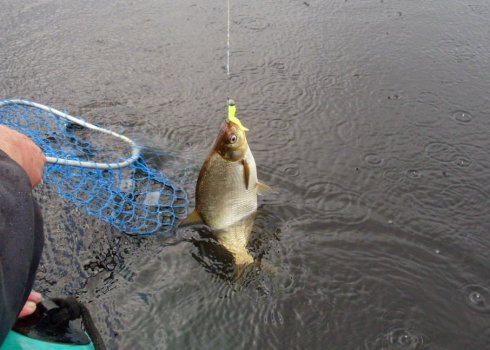 Які гачки вибрати для риболовлі на ляща