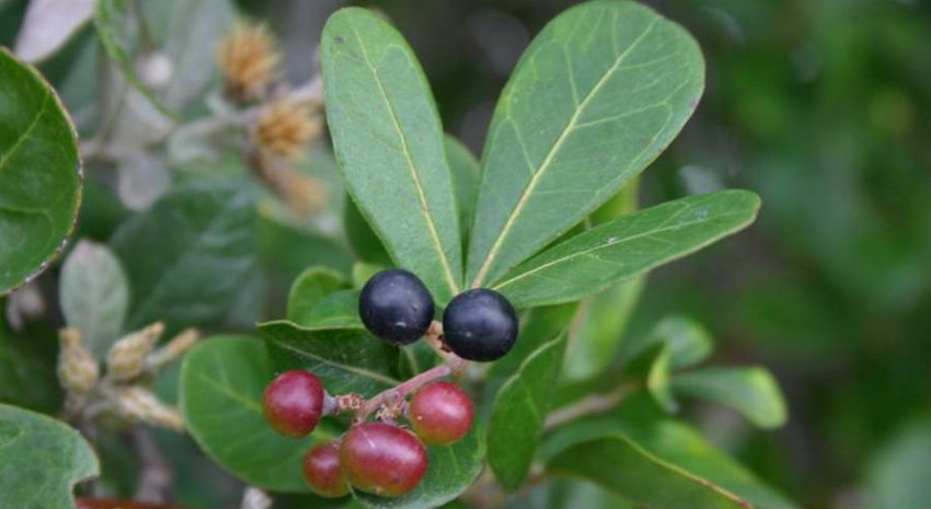 Роициссус кущ Роициссус кущ